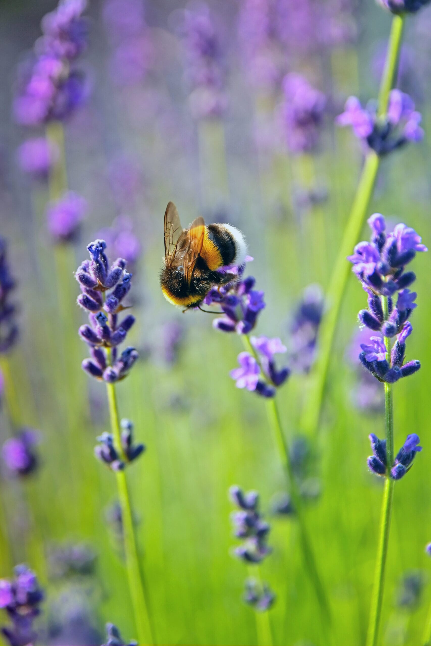 Bee-2-Edit-scaled