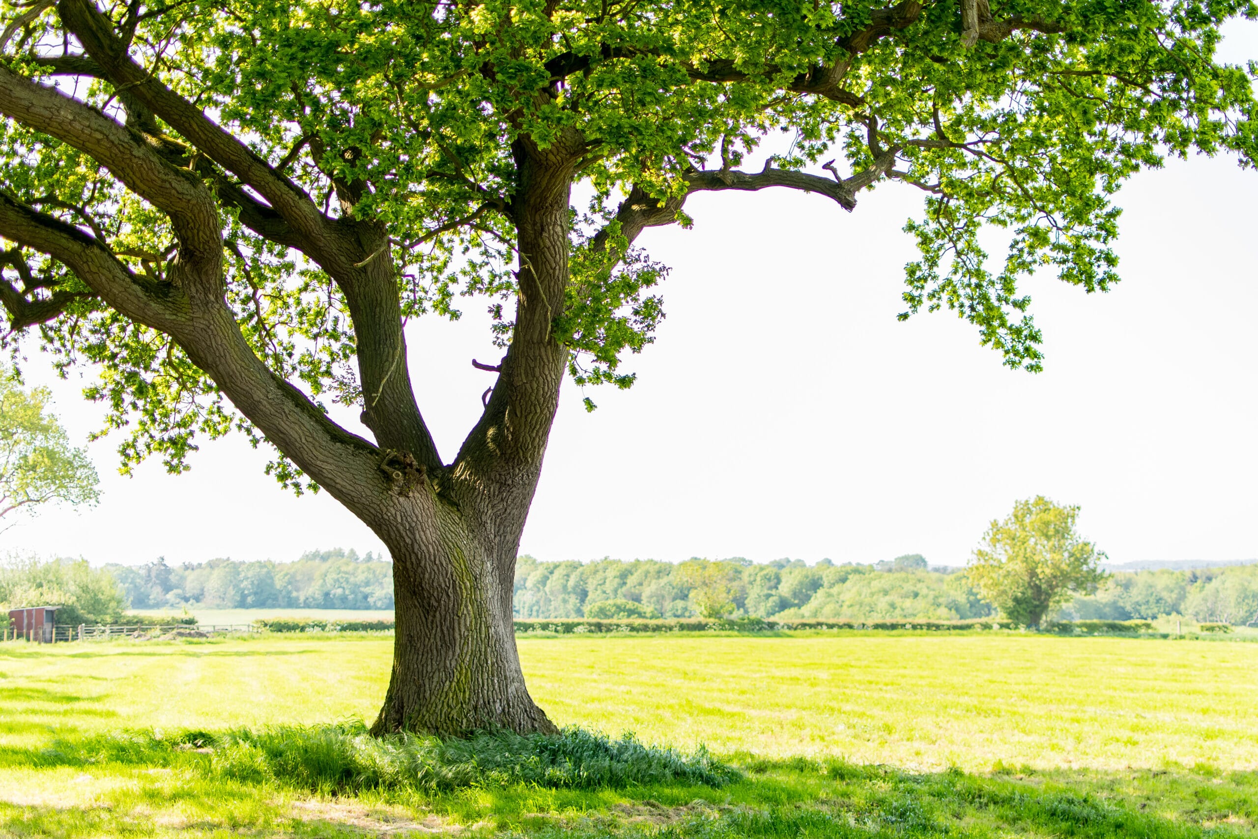 A tree in a field