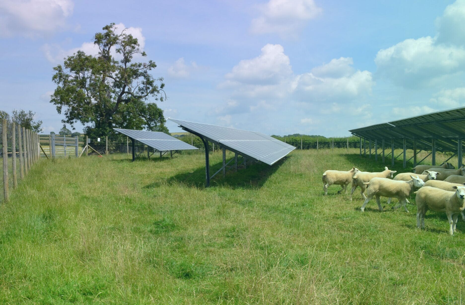 Sheep-Grazing-Edit-scaled-e1702641341187